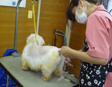 チルミーハウス トリミングスクール実習風景
