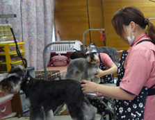 チルミーハウス トリミングスクール実習風景
