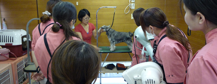 チルミーハウス トリミングスクール実習風景