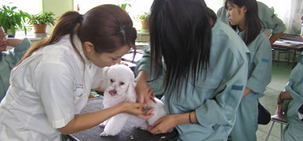 チルミーハウス トリミングスクール修了式