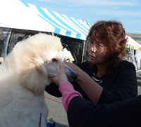 チルミーハウス ドッグショー