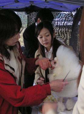 チルミーハウス ドッグショー