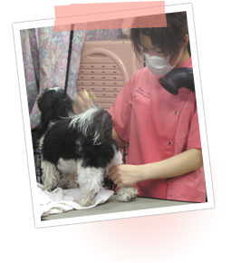 チルミーハウス トリミングスクールの様子