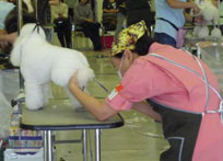 2010年度トリミング競技会の様子