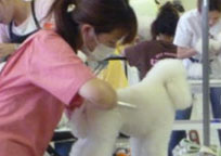 2010年度トリミング競技会の様子