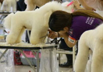 2009年度トリミング競技会の様子