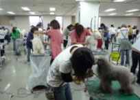 2008年度トリミング競技会の様子