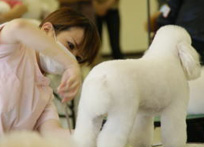 2011年度トリミング競技会の様子