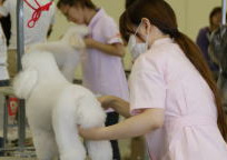 2011年度トリミング競技会の様子