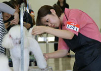 2012年度トリミング競技会の様子