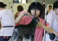 2013年度トリミング競技会の様子